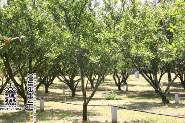 Mirabel - Mirabelle - Mirabel (Prunus insititia) >> MIRABEL (Prunus insititia) Detalle plantacion.JPG